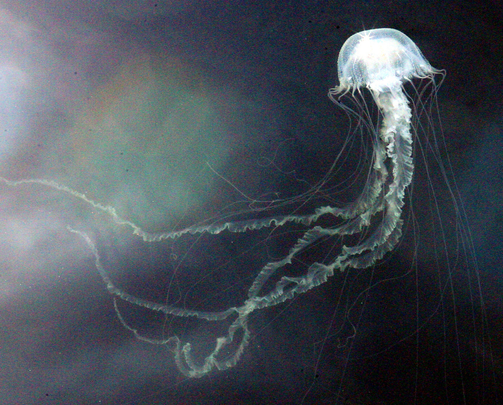 nettle jellyfish - TrulyFlorida